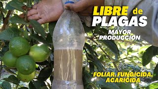 Libre de plagas y mayor producción de limón  Potente Foliar Fungicida Acaricida para Limonero [upl. by Susy]