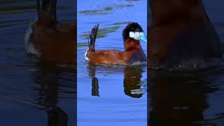 🦆 Ruddy Duck 🦆 [upl. by Addiego]