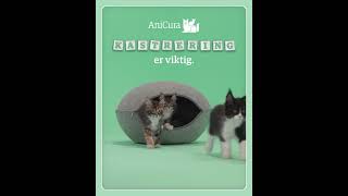 Kastrering av katt Kitten Neutering 4 5 [upl. by Lativa]