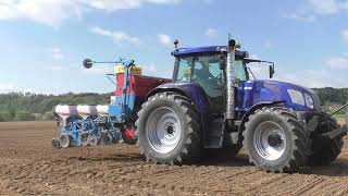 Maislegen am 30 April 2023 mit New Holland T7 250 Monosem NG PLUS 4 7 REIHIG am Betrieb von Biogas A [upl. by Taimi]