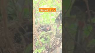 Bulbul feeding young nestlings  bird nest in my house  Home Garden  Mother protecting baby bird [upl. by Kamp]