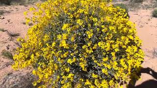 Brittlebush Flowers  Not Too Shabby [upl. by Nellak]