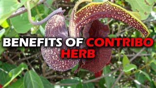 BENEFITS OF CONTRIBO HERB I DUCK FLOWER I ARISTOLACHIA TRILOBATAS [upl. by Ariahs]