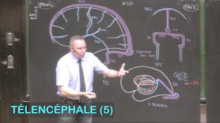 Anatomie de la vascularisation cérébrale Télencéphale 5  Neuroanatomie 12 [upl. by Kajdan]