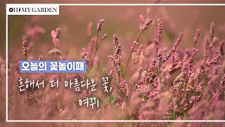 꽃놀이패 EP3여뀌흔해서 더 아름다운 꽃 Pepper smartweed  Water Pepper [upl. by Lansing284]