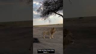 One of Sababora Male Lions looked well fed  Serengeti  lion shorts serengeti wildlife [upl. by Deadman]