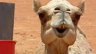 Funny Animal Behavior  Camel Chewing [upl. by Amitaf]