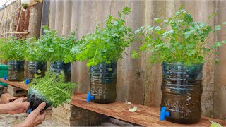 Amazing  Growing coriander at home with water [upl. by Arley]