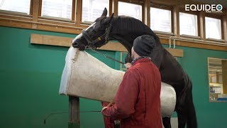 Les fabuleux étalons de dressage du Haras de Malleret [upl. by Liva]