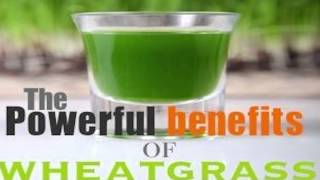 Benefits of Wheatgrass Review [upl. by Naus73]