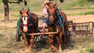 Cutting and raking hay with horses in Oklahoma [upl. by Rheinlander]