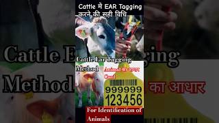 cattle Ear Tagging Methodanimalidentificationanimalhealth vetbollywoodyoutubeshortsviralvideo [upl. by Ribble597]