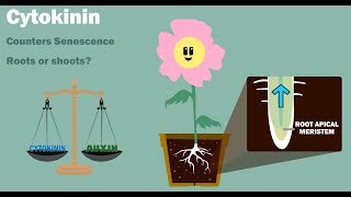 PLANT HORMONES  Auxin Gibberellin Cytokinin Ethylene Abscisic Acid [upl. by Aneeroc]