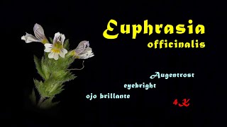 Euphrasia officinalis Augentrost eyebright ojo brillante 4K time lapse [upl. by Wilow149]