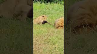 Lion Cub Gets Revenge on Tail  Full Video Above [upl. by Cristal372]