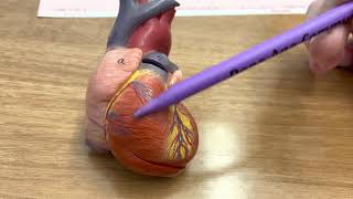 HEART ANATOMY in 3 MINUTES Memorize parts of the heart [upl. by Rogerg773]