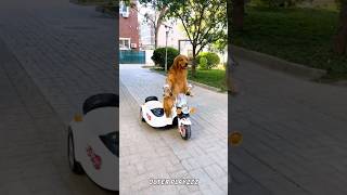 Dog Drive Scooter 🛴😎New Viral Gadgets Smart Appliances Kitchen UtensilsHome Inventions shorts [upl. by Atiuqehs]