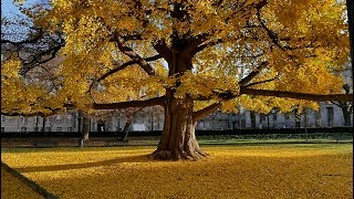 Ginkgos biloba les arbres invincibles [upl. by Ettennyl]