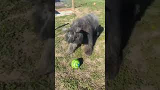 Bouvier Dog gets New Toy bouvierdesflandres dogshorts doglife dogtoys funnydogs farmlife [upl. by Konstantin]