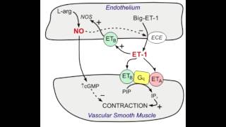 Bosentan  Endothelin blocker [upl. by Rowan]