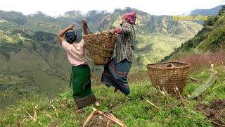 this is himalayan life  village life  Nepal🇳🇵 lajimbudha [upl. by Ideih361]