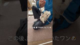 初めてハーネスをつける生後2ヶ月のマルチーズ shorts 子犬 パピー マルチーズ ハーネス [upl. by Conal]