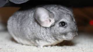 Cute Pet Chinchilla Flips Over [upl. by Igig425]