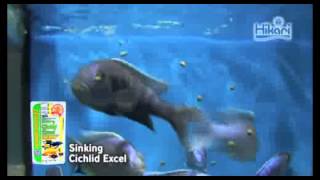 Sinking Cichlid Excel 【KYORINHIKARICichlid Diets】 [upl. by Morgenthaler]