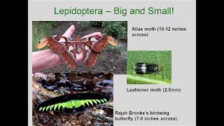 Entomology 1111  2018  Lecture 10  Hexapod Orders  Trichoptera through Diptera [upl. by Acinor]