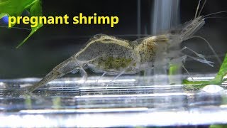 pregnant ghost shrimp hatching eggs [upl. by Deegan775]