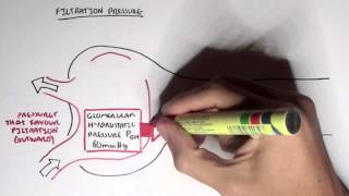 Nephrology  Glomerular Filtration [upl. by Eilliw127]