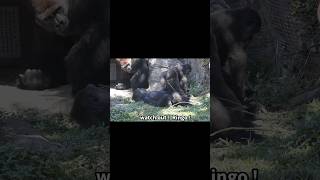 little gorilla mimics silverback 🤣 gorillatag 金剛猩猩 台北市立動物園 shorts [upl. by Ardy]