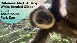 Cuteness Alert A Baby Whitehanded Gibbon at theAssiniboine Park Zoo papaatthezoo [upl. by Asiruam362]