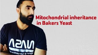 Mitochondrial inheritance in Bakers yeast  Petite colonies in yeast [upl. by Etolas129]