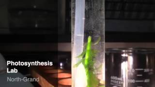 Photosynthesis Lab  Elodea O2 Bubbles [upl. by Armallas]