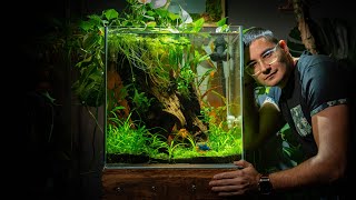 BETTA PARADISE Tutorial 🌿 Massive 33 Gallon aquarium for Billy the Betta [upl. by Holmes665]