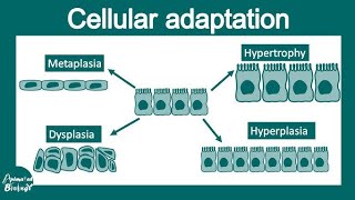 metaplasiahyperplasiahypertrophy and atrophy [upl. by Yanehc]