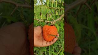 Annona spinescens fruit Fully ripened in orange colour  seethaphal  custard apple [upl. by Enihpesoj128]