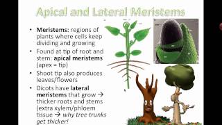 Plant Structure and Growth  Modifications IB Biology [upl. by Friedberg252]