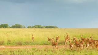 Impalas have no idea where the leopard is [upl. by Pammy]