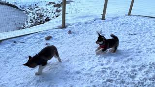 Malamute Puppies Play Rough In Snow puppy dog malamute zoomies husky [upl. by Ilenay]