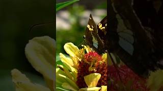 Clips from today’s visit to the northcarolina arboretum in asheville 🩷 nature naturelovers fun [upl. by Crandall]