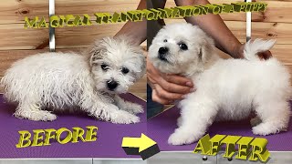 How to care for a Bichon Frize puppy how to teach how to wash and blow dry your baby [upl. by Stanislaw137]