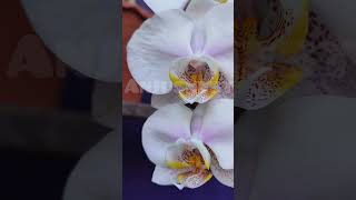 anjusnest orchidtrips orchidcare phalnopsis flowers naturesorchid viralreels viralshorts [upl. by Dorsman]