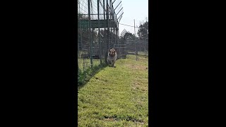 Miles Tiger Enjoys POUNCING at her Keepers [upl. by Marlee402]