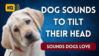 Dog Sounds to Make Them Tilt Their Head 🐕 Sounds Dogs Love [upl. by Marmion502]