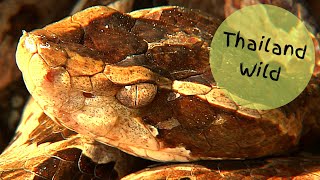 Malayan Pit Viper  Calloselasma rhodostoma งูกะปะ strikes at Gecko [upl. by Mayrim]