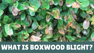 What Is Boxwood Blight 🌿 [upl. by Nella]