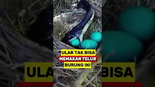 Ular Tidak Akan Bisa Memakan Telur Burung ini‼️ [upl. by Aiz]