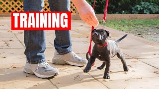 How To Train Staffy Puppy Staffordshire Bull Terrier Training [upl. by Honig]